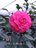Camellia japonica 'In The Pink (Solid)"