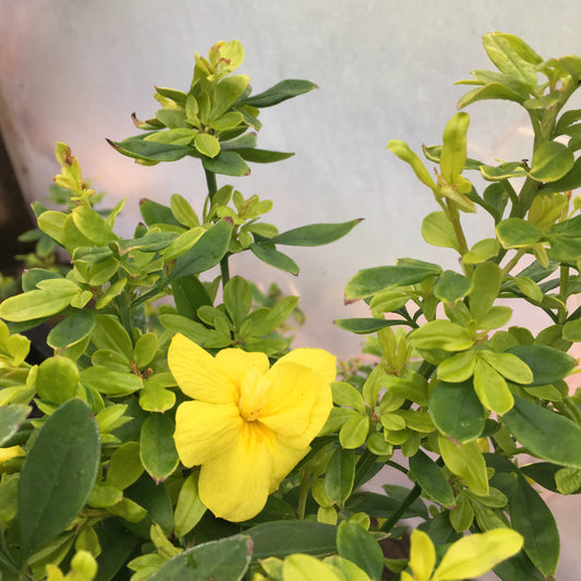 Jasminum mesnyi 'Gold Tip'