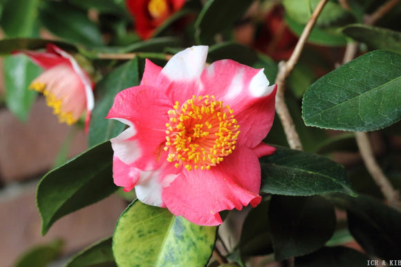 Camellia japonica 'Jitsugetsusei'
