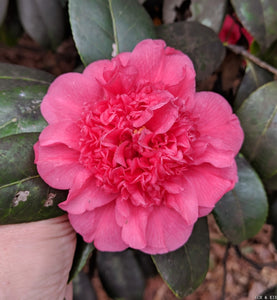 Camellia japonica 'Junie Lancaster'