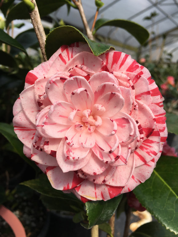 Camellia japonica 'Kay Berridge Var'
