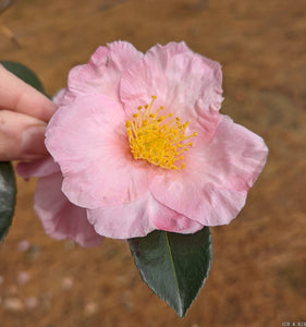 Camellia sasanqua 'Kikenjo'
