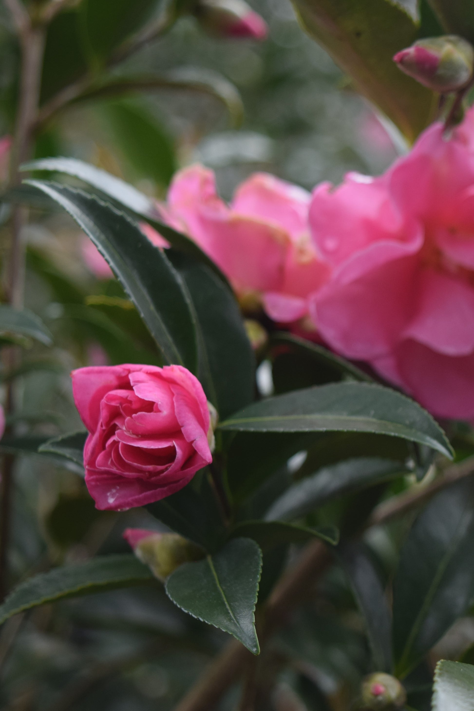 Camellia sasanqua 'Lauren' at Camellia Forest Nursery