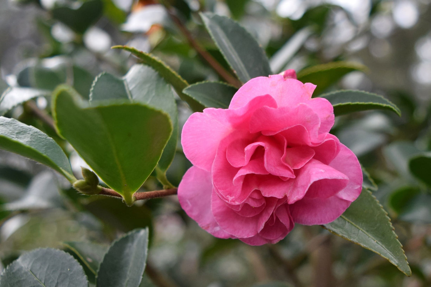 Camellia sasanqua 'Lauren' at Camellia Forest Nursery