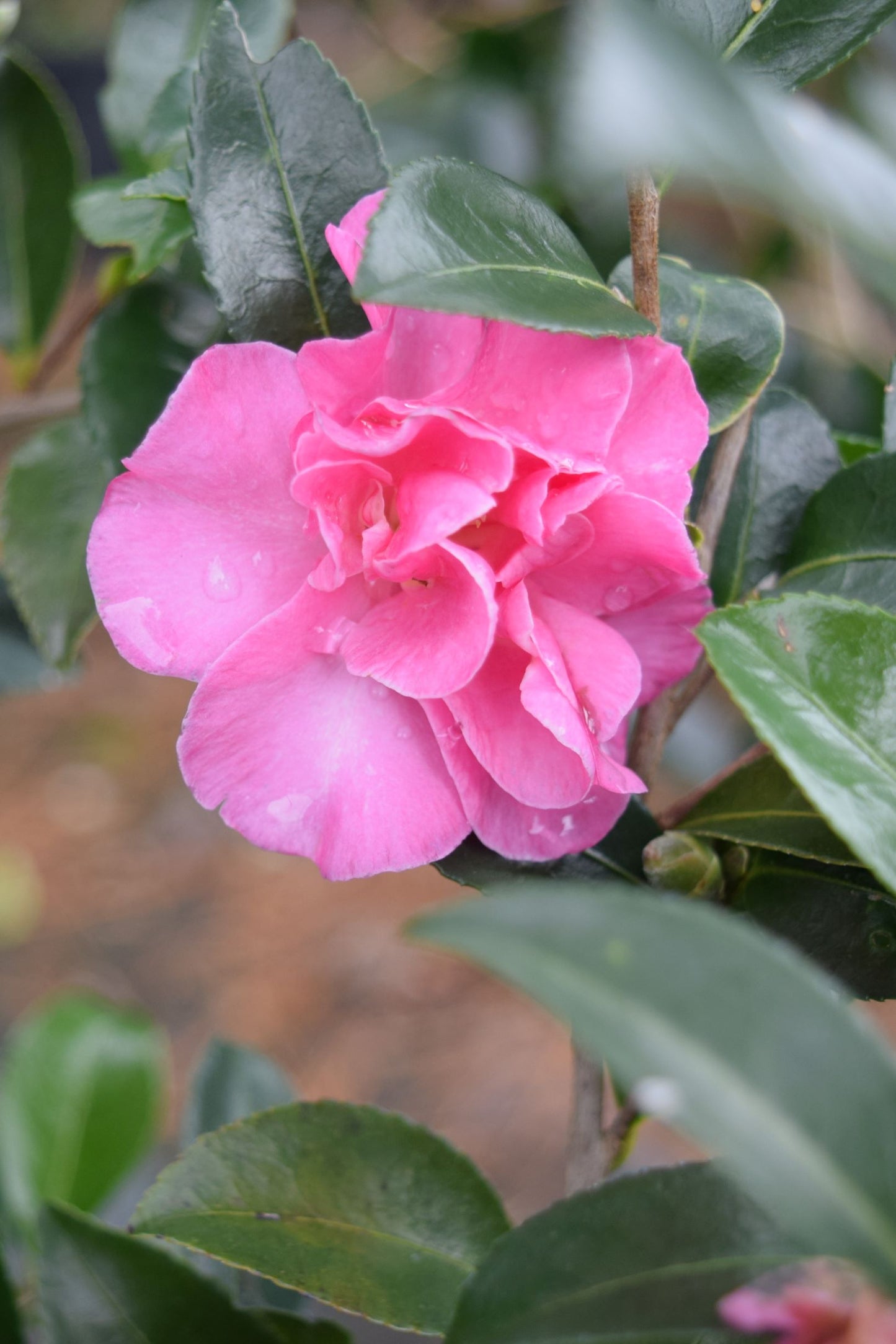 Camellia sasanqua 'Lauren' at Camellia Forest Nursery