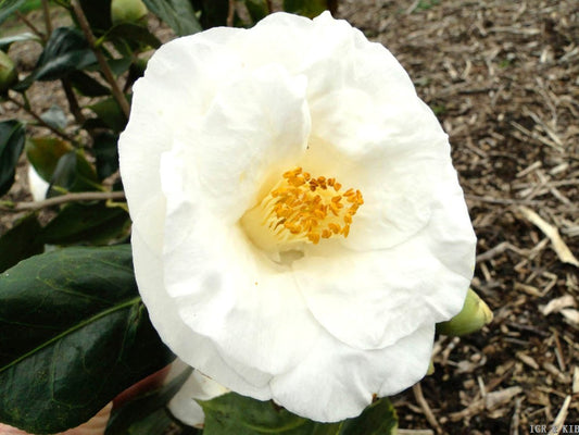 Camellia japonica 'Le Lys'