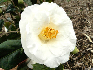 Camellia japonica 'Le Lys'