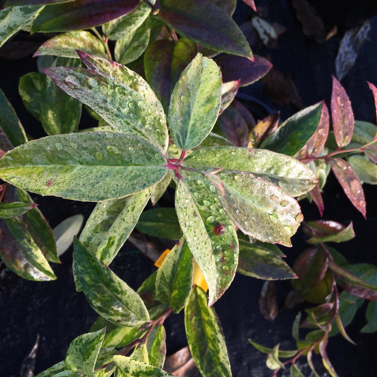 Leucothoe axillaris 'Dodd's Variegated'