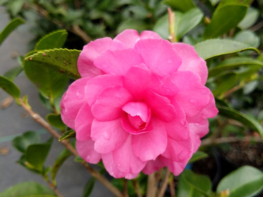 Camellia sasanqua 'Lisa' at Camellia Forest Nursery