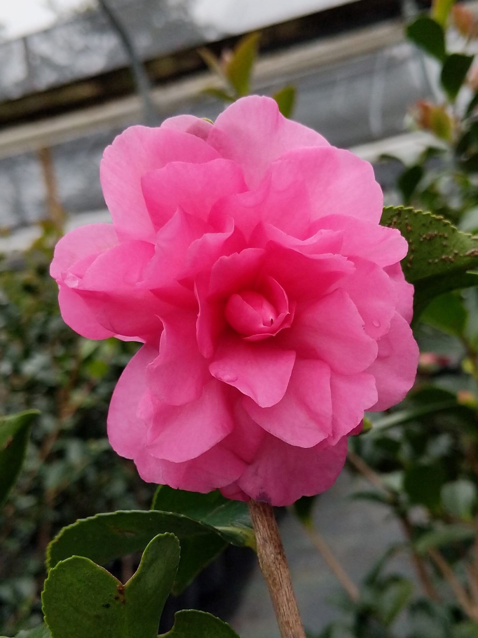 Camellia sasanqua 'Lisa' at Camellia Forest Nursery