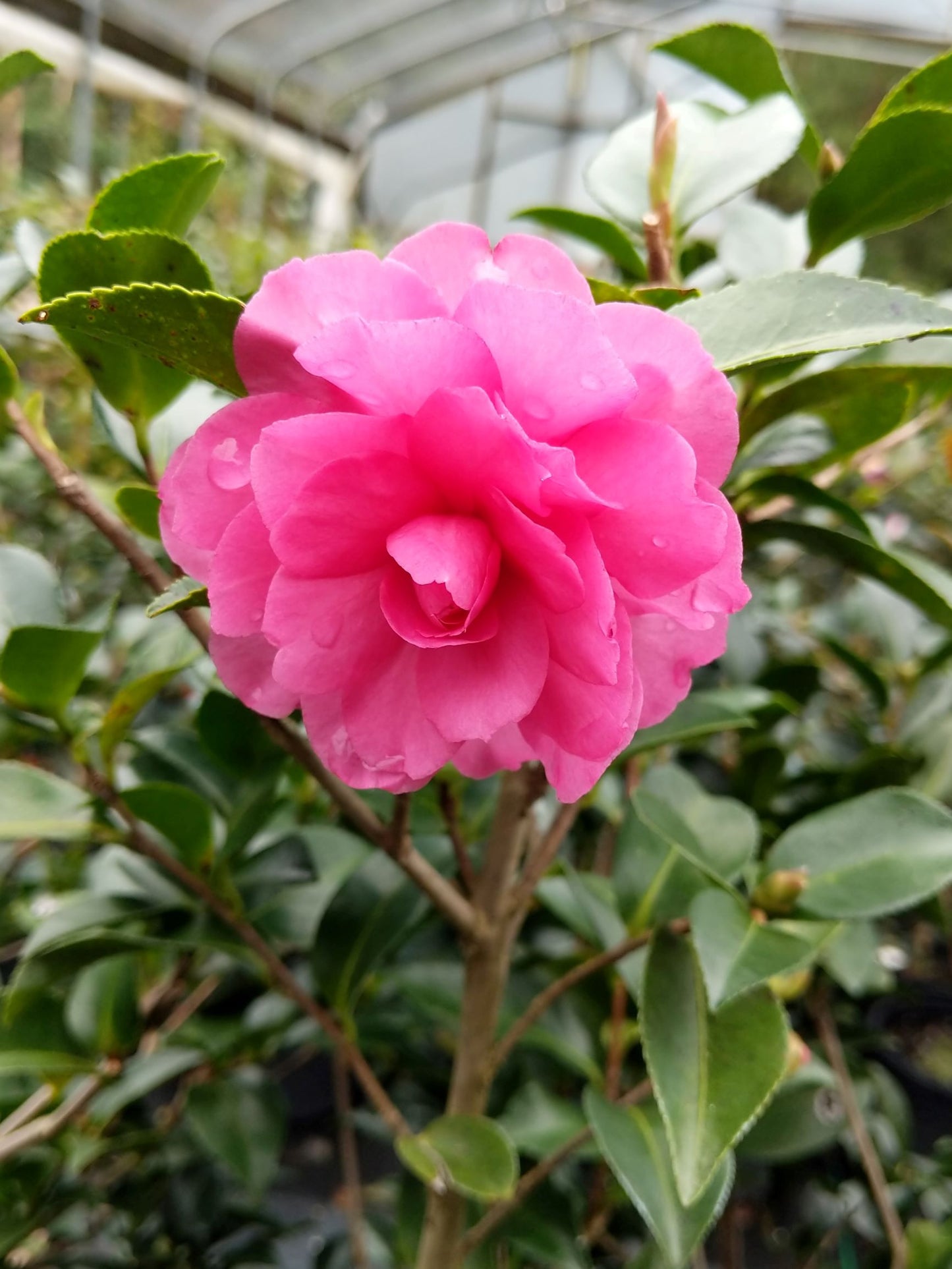 Camellia sasanqua 'Lisa' at Camellia Forest Nursery