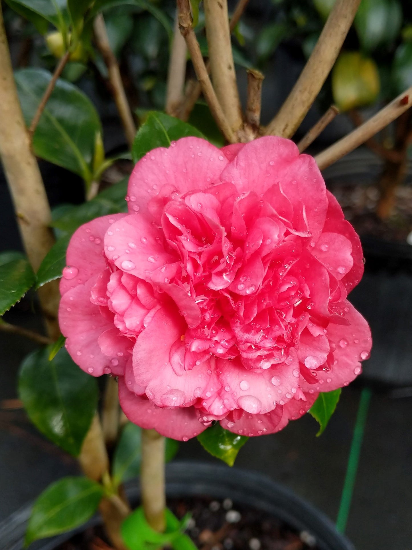 Fall blooming, red, anemone form Camellia japonica 'Little Slam' at Camellia Forest Nursery