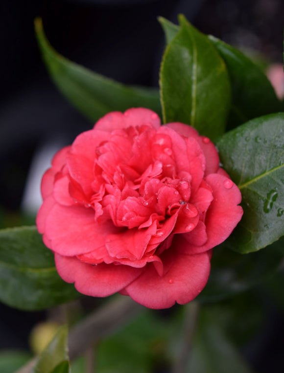 Fall blooming, red, anemone form Camellia japonica 'Little Slam' at Camellia Forest Nursery