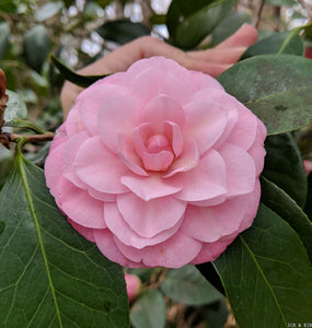 Camellia japonica 'Little Bo Peep'