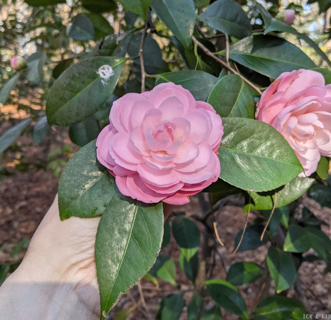 Camellia japonica 'Little Bo Peep'