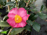 Camellia sasanqua 'Lizzie' at Camellia Forest Nursery