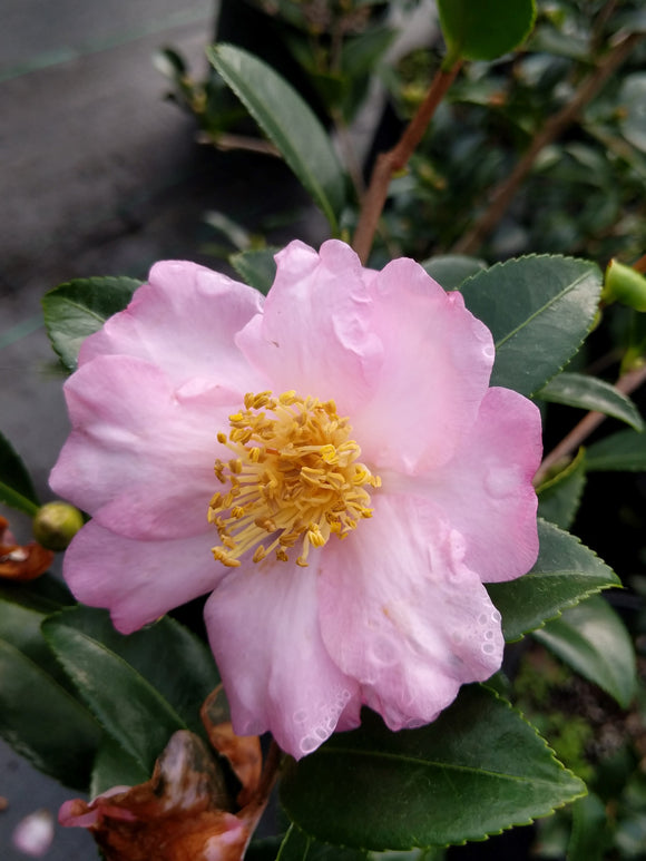 Camellia x 'Londontowne Blush'