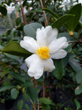 Camellia oleifera (Lu Shan Strain)