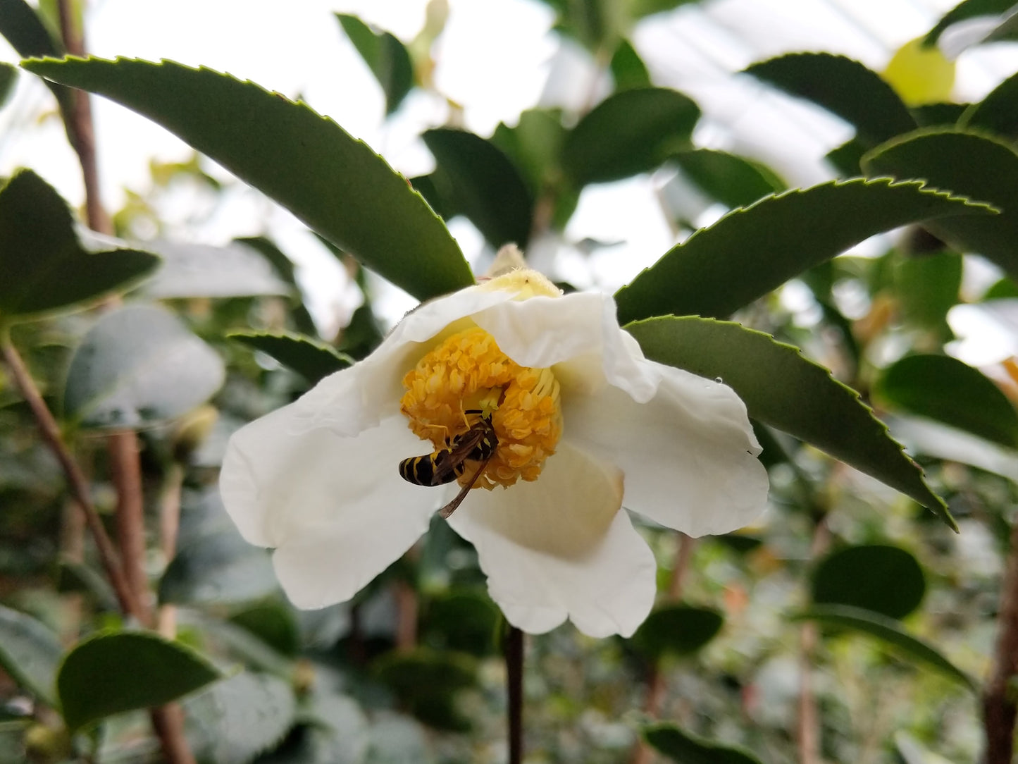 Camellia oleifera 'Lu Shan Snow' at Camellia Forest Nursery