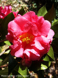 Camellia japonica 'Marie Bracey'