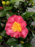 Camellia sasanqua 'Midnight Lover' at Camellia Forest Nursery
