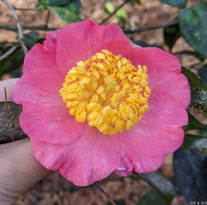 Camellia japonica 'Miyako-no-haru'