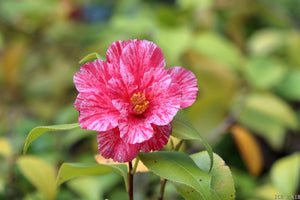 Camellia japonica 'Nukifude'