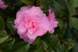 Camellia sasanqua October Magic® Pink Perplexion™