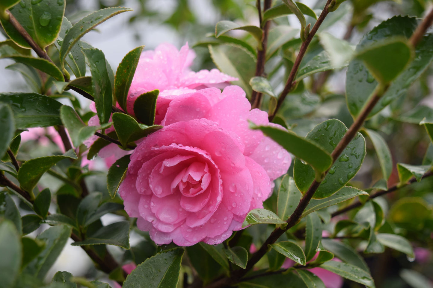 Camellia sasanqua October Magic® Pink Perplexion™