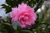 Camellia sasanqua October Magic® Pink Perplexion™
