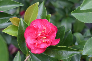 Camellia sasanqua October Magic&reg; Rose at Camellia Forest Nursery