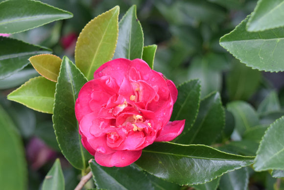 Camellia sasanqua October Magic® Rose at Camellia Forest Nursery