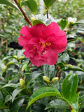 Camellia sasanqua October Magic&reg; Ruby at Camellia Forest Nursery