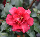 Camellia sasanqua October Magic® Ruby