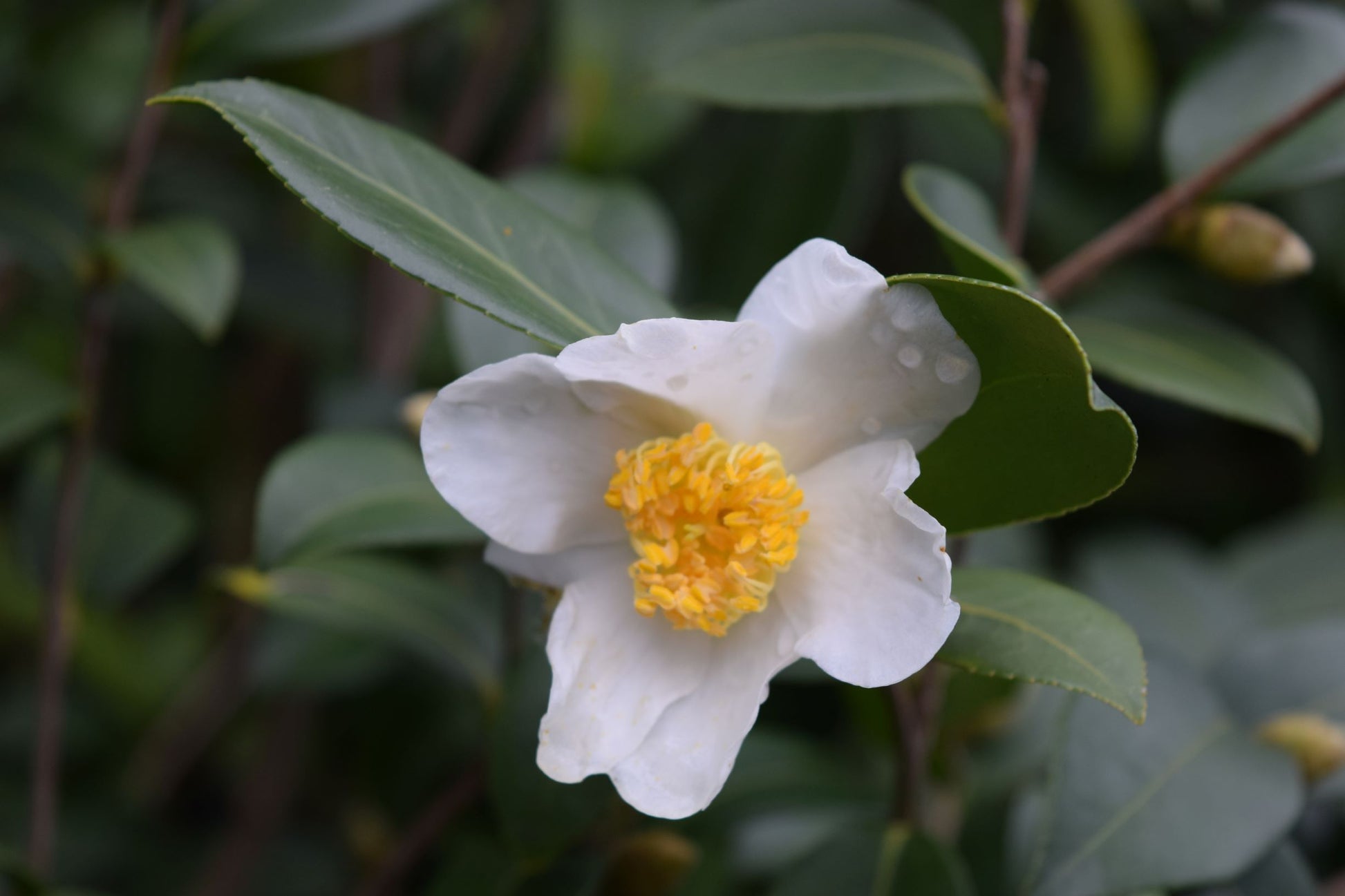 Camellia oleifera seeds (Lu Shan Strain) at Camellia Forest Nursery