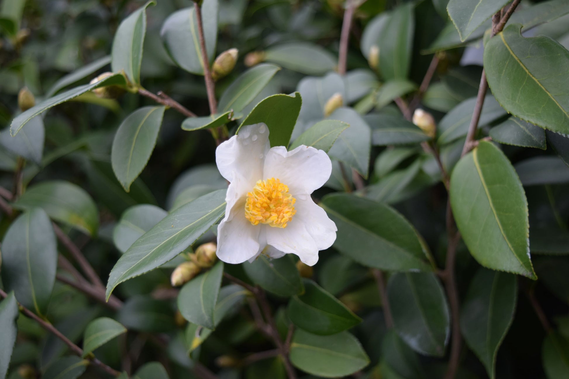 Camellia oleifera seeds (Lu Shan Strain) at Camellia Forest Nursery