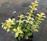 Osmanthus heterophyllus 'Goshiki'