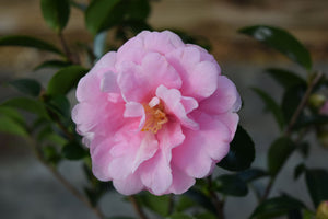 Camellia sasanqua 'Otome-sazanka'
