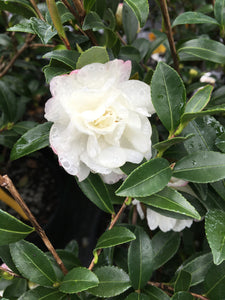Camellia sasanqua 'Paradise Little Liane'