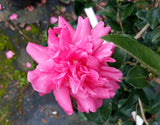 Camellia sasanqua 'Paradise Rebecca'