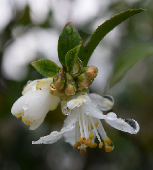 Camellia parvilimba