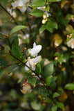 Camellia parvilimba