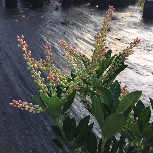 Pieris japonica 'Temple Bells'