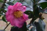 Camellia sasanqua 'Pink Butterfly' at Camellia Forest Nursery