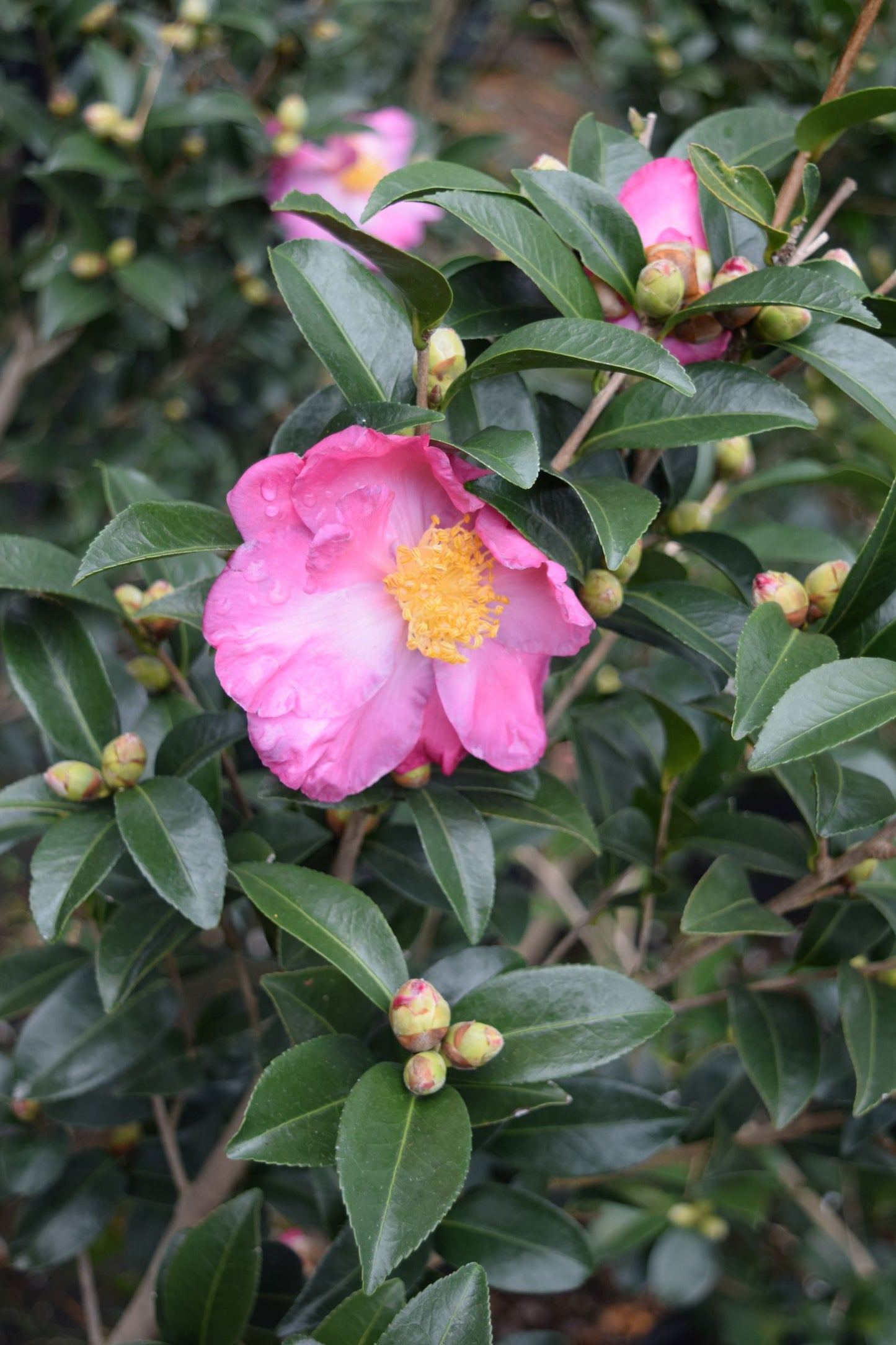 Camellia sasanqua 'Pink Butterfly' at Camellia Forest Nursery