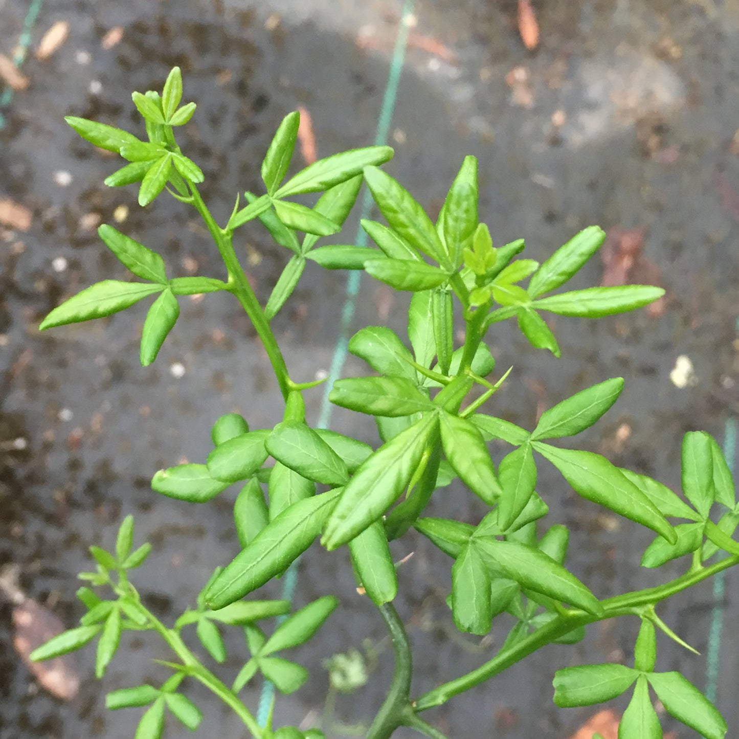 Poncirus trifoliata var. monstrosa