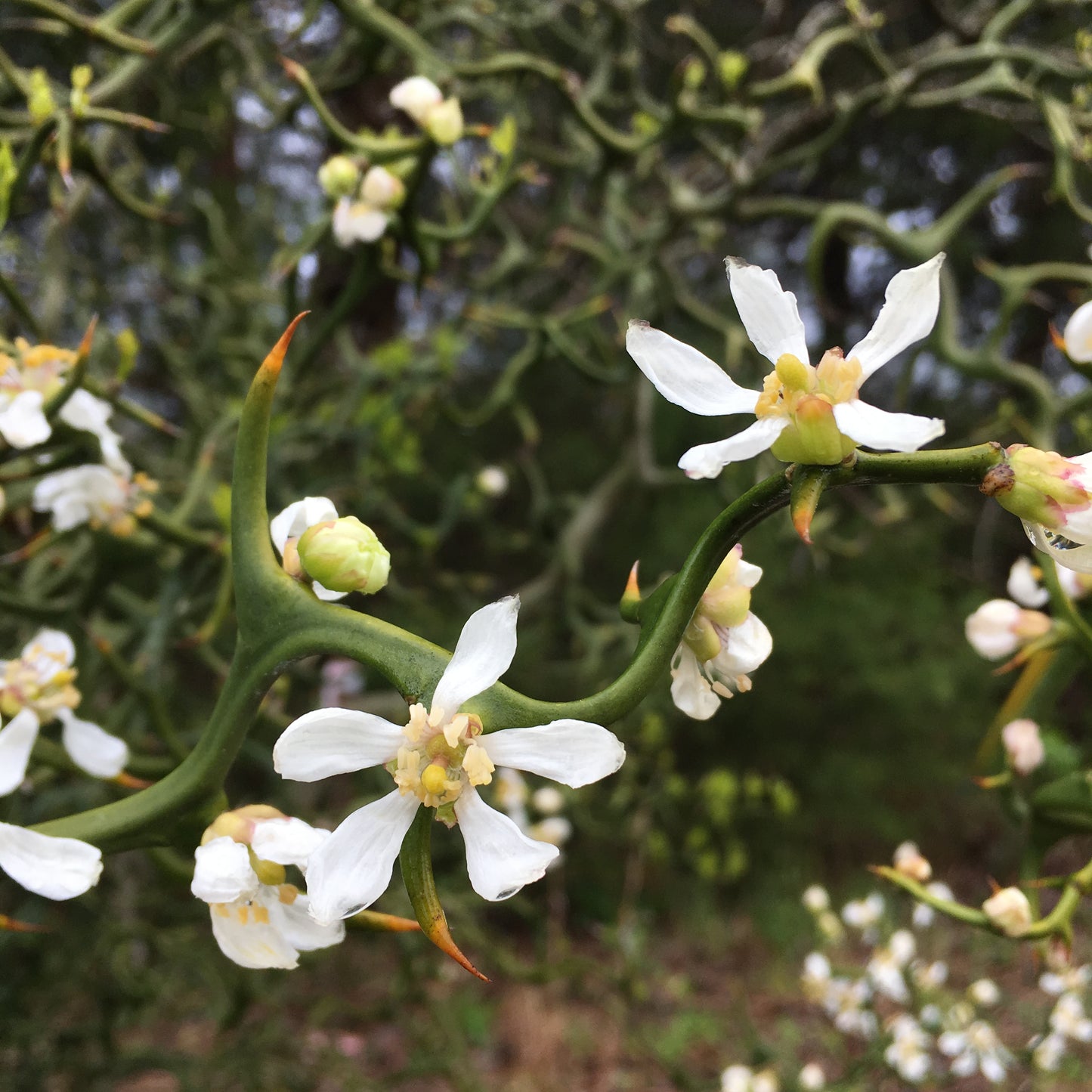 Poncirus trifoliata var. monstrosa