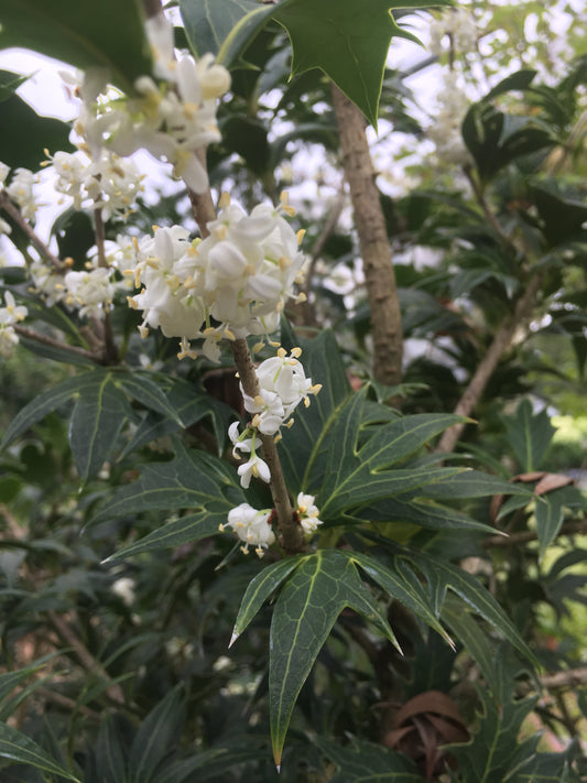 Osmanthus heterophyllus 'Porcupine'