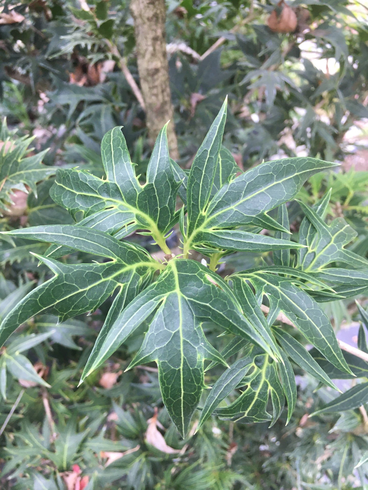 Osmanthus heterophyllus 'Porcupine'