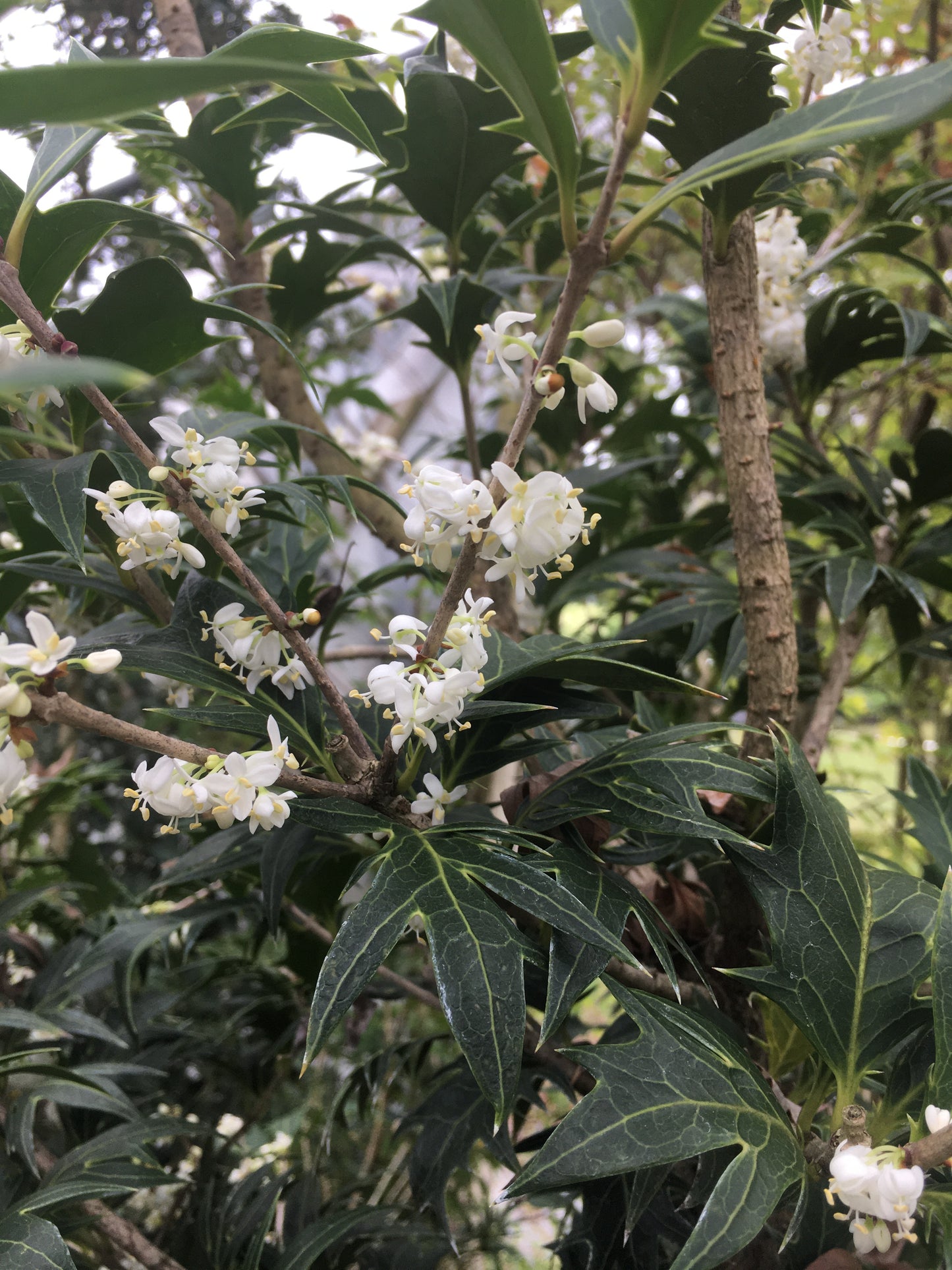 Osmanthus heterophyllus 'Porcupine'